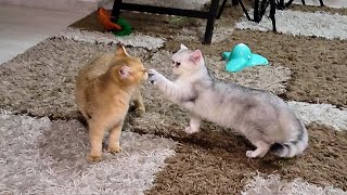 Cats playing together until something happens...