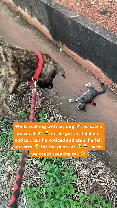 My dog 🐶 pay last respect 🫡 to a cat 🐱🥹 #cute #staywithme #youtubeshorts #cat #dog #shorts #dogs