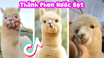 TikTok Động Vật Dễ Thương Nhất Thế Giới ❤️ Ký Sự Nuôi Lạc Đà Alpaca - Cười Sặc Màn Phun Nước Bọt #4