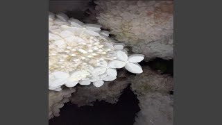 Download Lagu zaza MP3