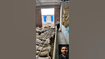 فكرة ذكية لتصميم مزارع الأغنام في الصين ابتكار الزراعة الحديث تربية الأغنام عالم التطور والذكاء 