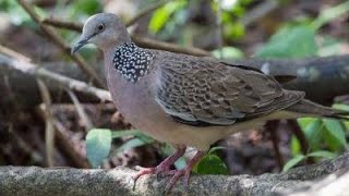 TERBARU SUARA PIKAT BURUNG TEKUKUR || sangat cocok untuk pancingan tekukur liar