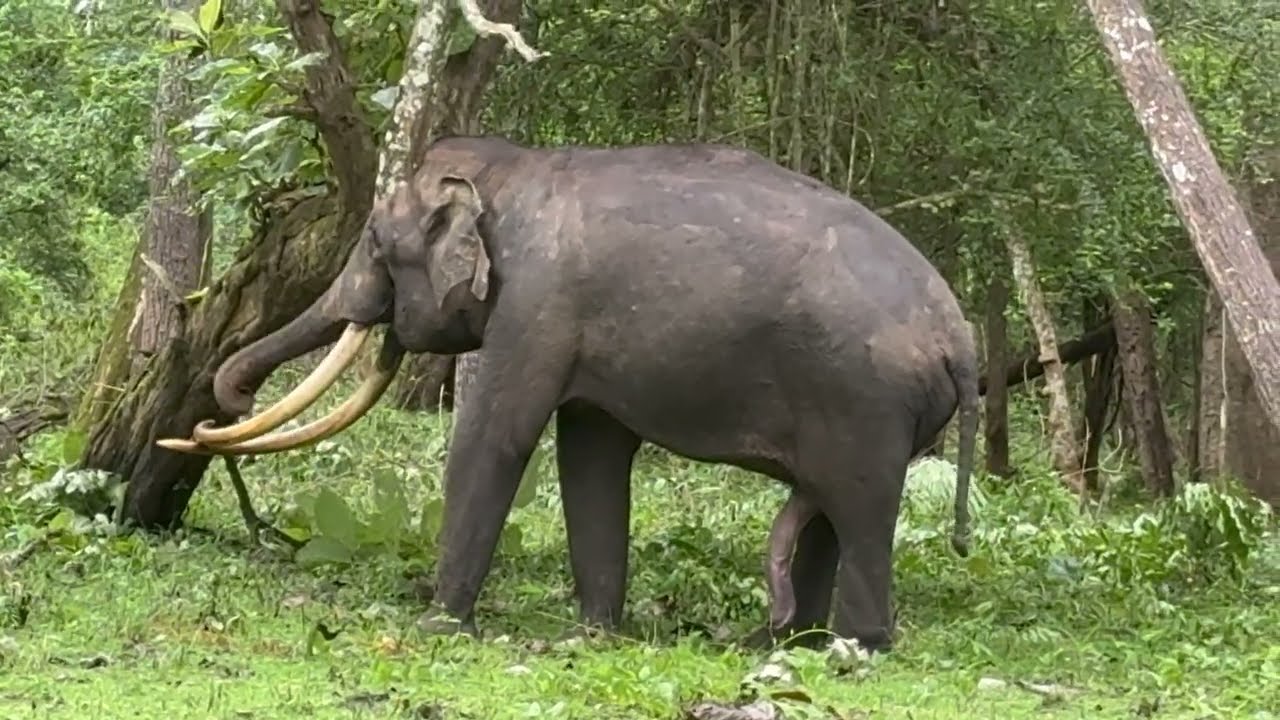 ಕಬಿನಿ ಸಫಾರಿಯಲಿ ಸಿಕ್ಕ ಹುಲಿರಾಯ 😍Tiger Spotted Elephant Charge 🐶