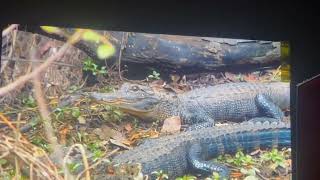 Full Crocogator Contest Wild Kratts Season 3, Episode 11,  part 2 @WildKratts @PBSKIDS  News