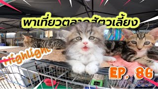 EP.86 เที่ยวตลาดสัตว์เลี้ยง 🌈 อัพเดทโซนข้างเจเจมอลล์  🐶😸🦜🐸 : Jatujak pest market