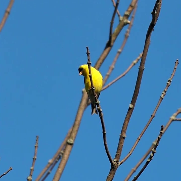 American goldfinch call sound in a tree little yellow and black bird