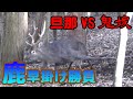 【狩猟】Vol.19 旦那VS鬼嫁 くくり罠で鹿を捕獲する どちらが先に獲物を捕獲するか？  ※止め刺し、出血シーンあり注意【鹿】【わな猟】