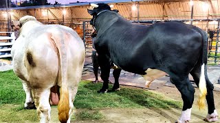 Giant Holstein Friesian bull dwarfing 1300 kg Charbray bull | Brownie's Ranch