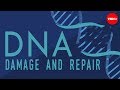 What happens when your DNA is damaged? - Monica Menesini