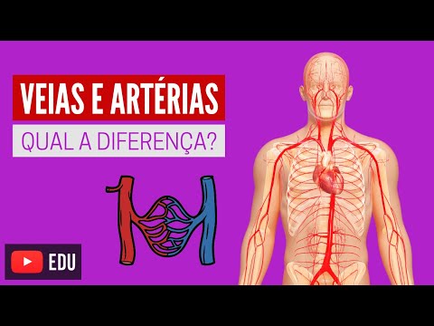 Vídeo: Diferença Entre Veia E Vênula