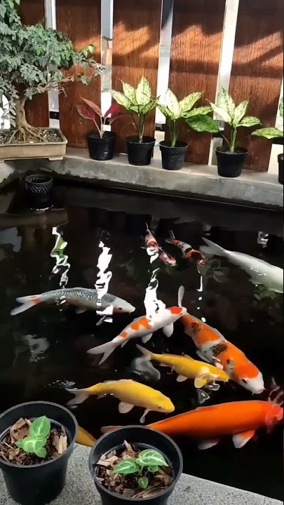 story wa ikan koi