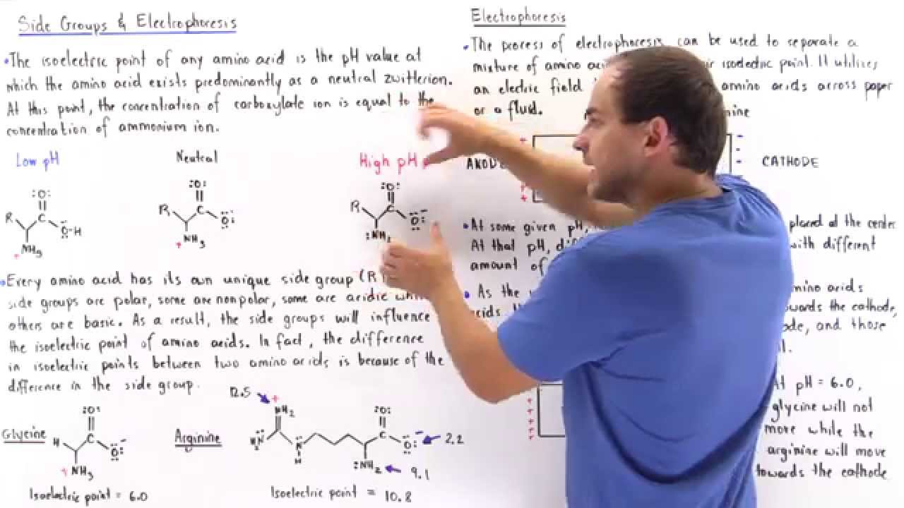 calculate pi isoelectric point