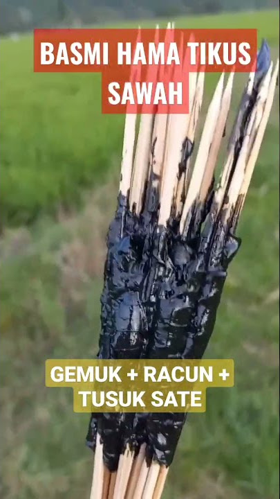 Cara Ampuh Basmi Tikus Sawah #sawah #tikussawah #hamapadi