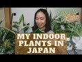 Meet My Indoor Plants! | Houseplants na Madaling Alagaan