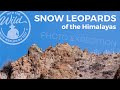 Snow Leopards of the Himalayas Expedition