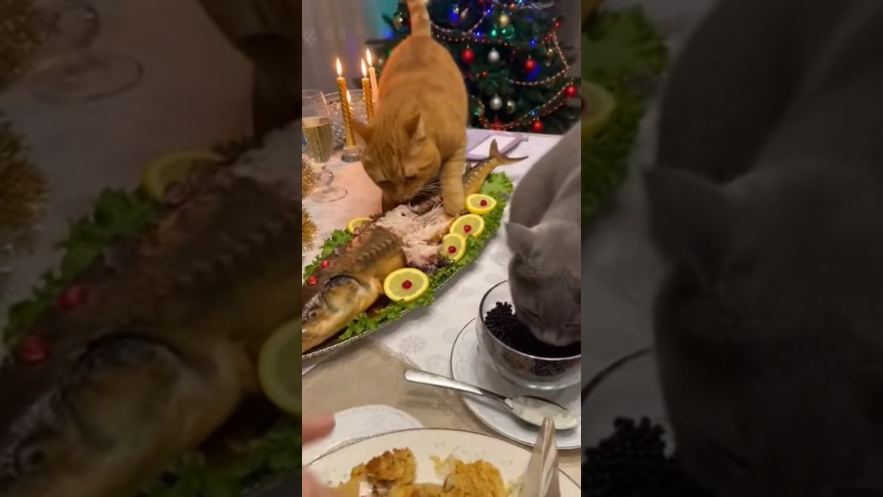 Жорик и Глаша добрались до деликатесов 🐱🐟 