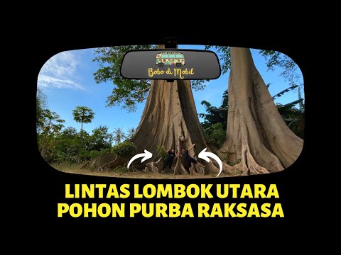 Melintasi Lombok Utara | Pohon Purba Lian | East Lombok Dive Hotel | Teluk Nipah