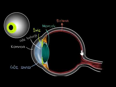 İnsan Gözünün Yapısı (Fen Bilimleri) (Fizik)