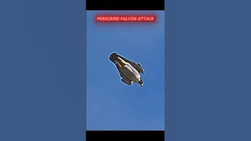 Peregrine falcon attacks pigeon #trending #viralvideo #animals #birds#peregrinefalcon#falcon#pigeon