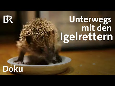 Video: Wo Und Wie Igel überwintern