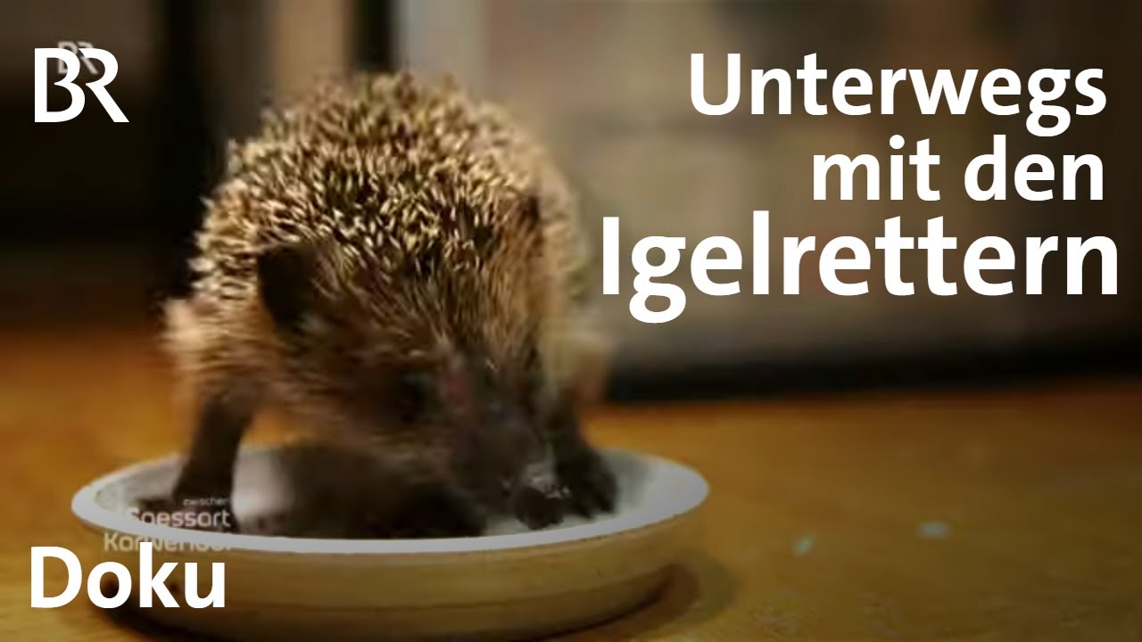 Igel überwintern: Die Igelrettungsstation in Fürth | Zwischen Spessart ...