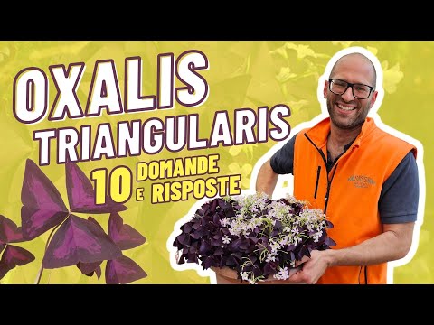 Video: Quando fiorisce l'oxalis?