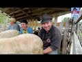 Mulsul oilor la flaviu din ruor maramure care are cioban tnr si dedicat pentru oierit