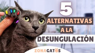 5 alternativas a la DESUNGULACIÓN NUNCA le quites las uñas a tu gato -  YouTube