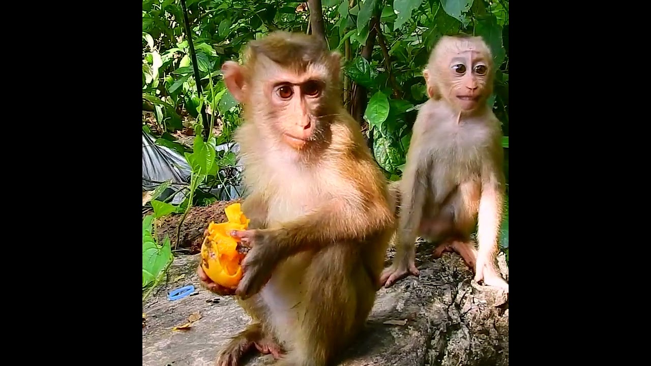 Million pity baby monkey was mistreated by real mother!