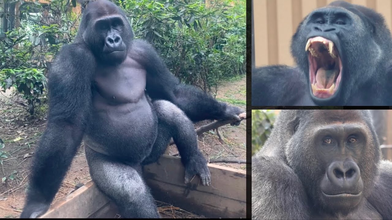 Gorilla⭐️ Suddenly, Gentaro punches the glass, causing the