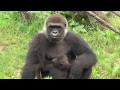 Gorillafication Week 18 Best Baby Gorilla Video Ever - Cincinnati Zoo