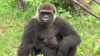 Gorillafication Week 18 Best Baby Gorilla Video Ever - Cincinnati Zoo