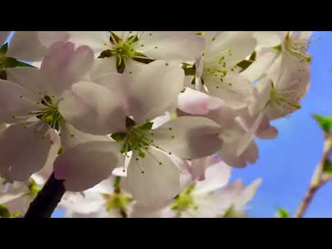 Wideo: Wiosna w Dolinie Napa: Przewodnik po pogodzie i wydarzeniach