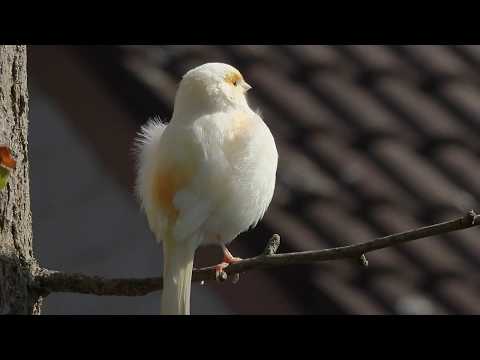 Weisser Spatz?  - rare white sparrow?