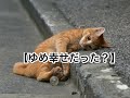 【感動涙ちゃんねる】ゆめ幸せだった?【涙腺崩壊】