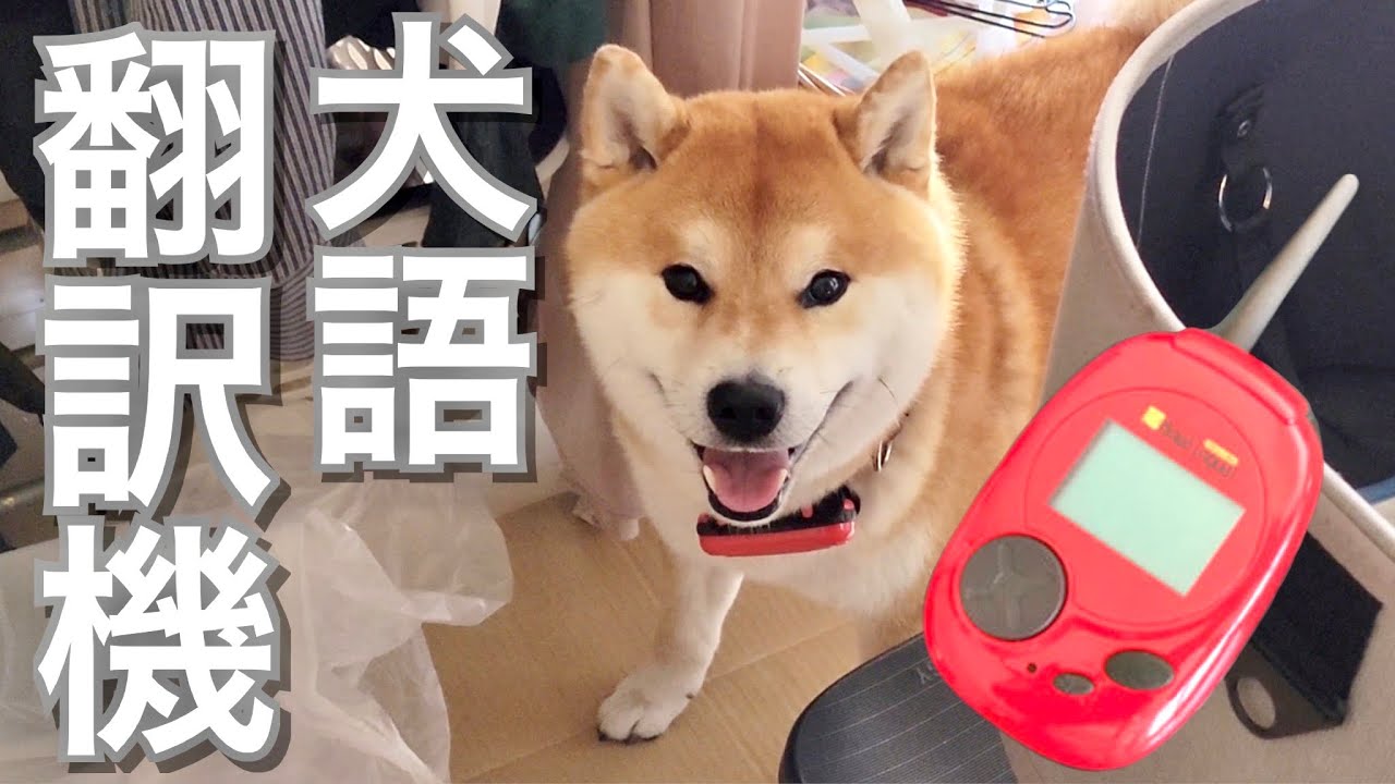 Dad is devastated when he uses Bowlingual on his Shiba Inu and