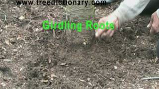 Not insects -  tree planted too deep - 1 of 2
