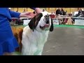 Сенбернар (ч.2/3), выставка собак ZooExpo 2016. Saint Bernard, Baltic Winner 2016 FCI CACIB Dog Show