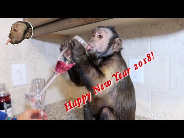 Monkey New Year by HighBrightSubHarmonic92911 Sound Effect - Tuna