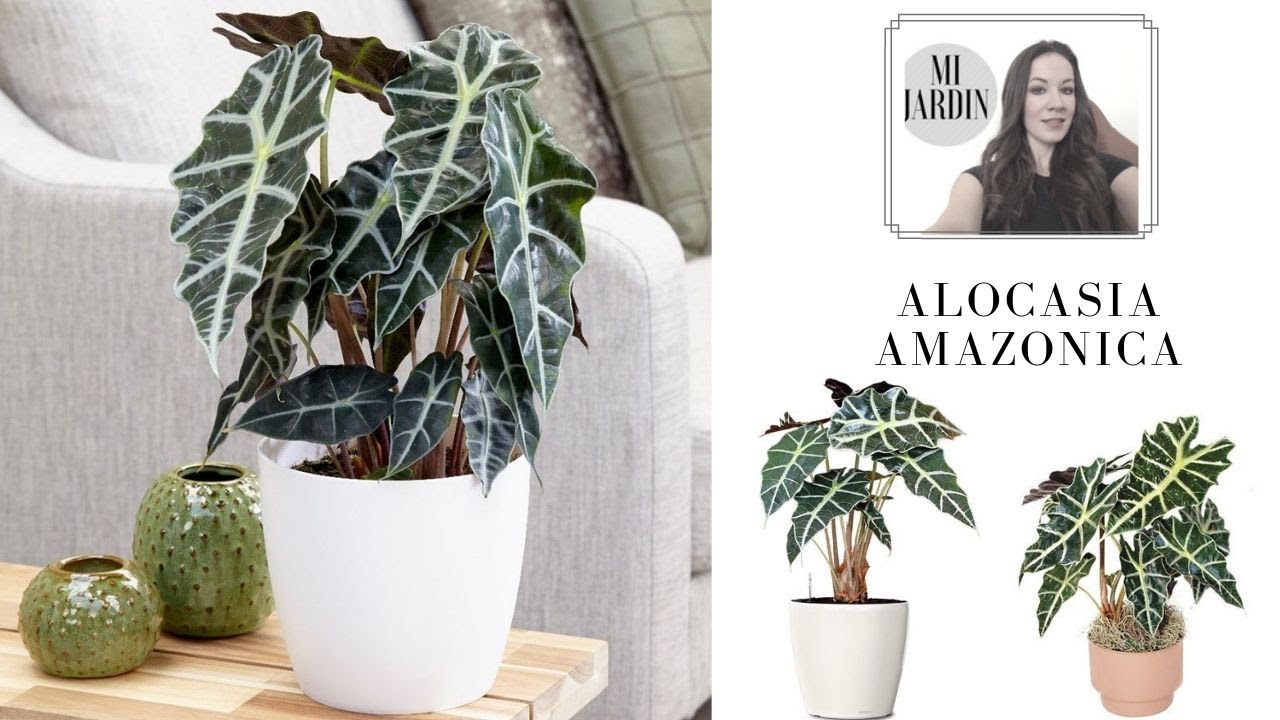 ALOCASIA AMAZONICA