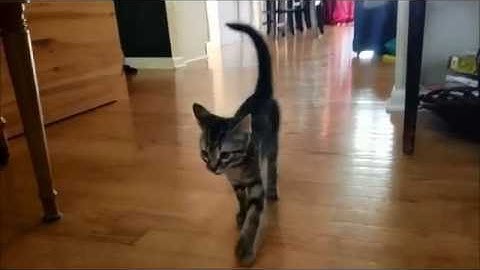 Classically Conditioning Cats