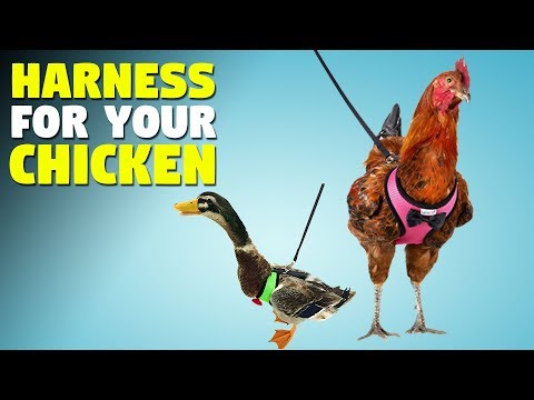 Harness For Your Chicken