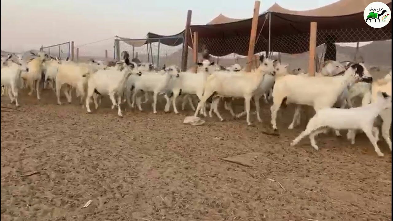 معزا بيشيات صنف عددها 50 معاها 21 للبيع التفاصيل تم البيع youtube