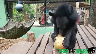 Rescued moon bear cubs on an Easter egg hunt