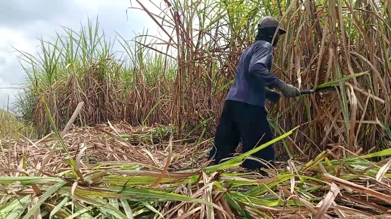 Tebang bruk bruk ae.. Di indolampung