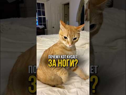 Почему кот кусает вас за ноги, когда вы проходите мимо? 🤷🏻♀️🐈
