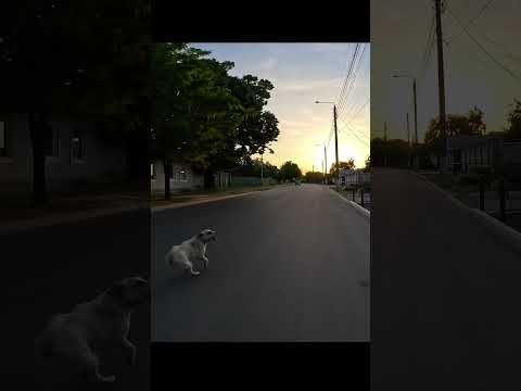 ЗАЩИТА ВЕЛОСИПЕДИСТА ОТ СОБАК #bike #dog #велосипед #собаки #shorts