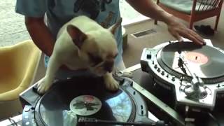 DJ BULDOG