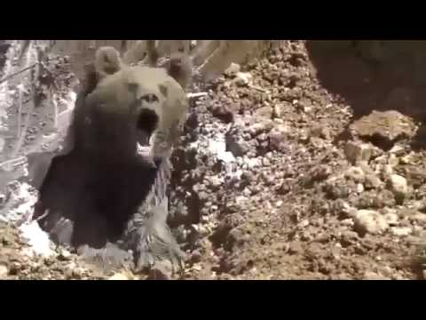 Video: Come Si Muove L'orso?