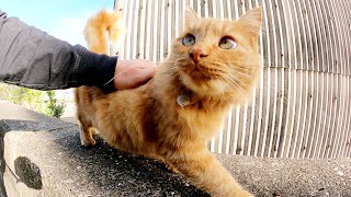 堤防の上の猫をモフっていると、仲間達がワラワラと集まってきた